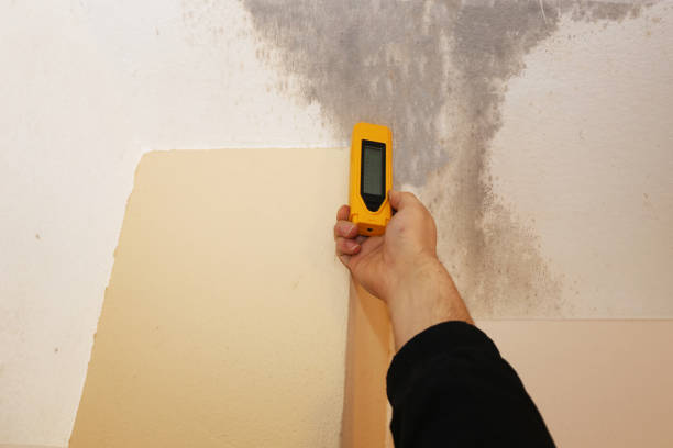 Best Forensic Mold Investigation  in Arta, CA