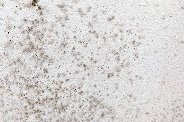Best Commercial Mold Inspection  in Arta, CA
