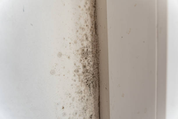 Best Dehumidification Services  in Arta, CA